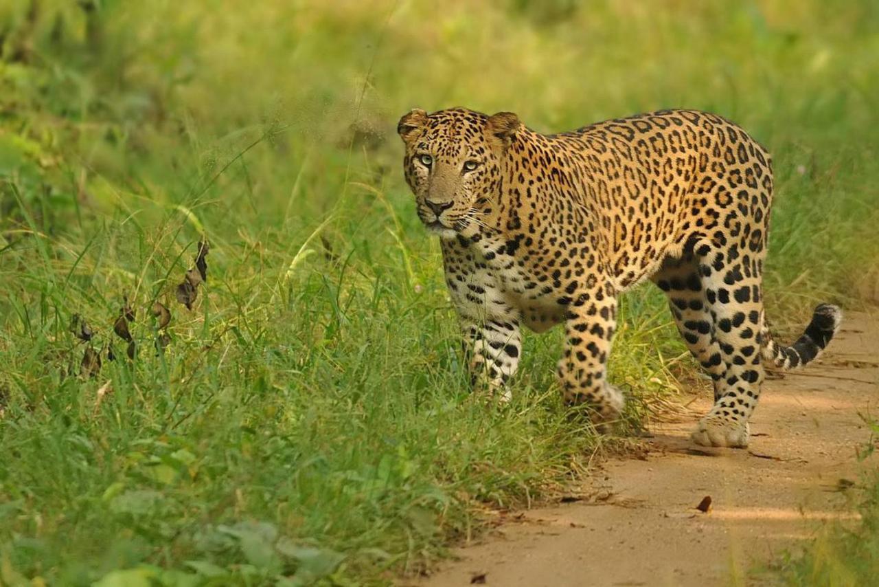 Jungle Trailz Kabini Bed & Breakfast Sargur Exterior photo